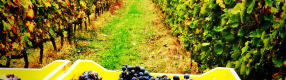 Vendanges de la Syrah